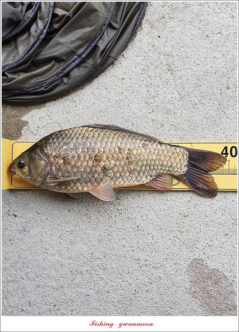 한버들 44 cm신리 415 cm41 cm실리곡 4 자돌감 4 짜화곡지 4 짜솔 37 cm 조황 정보 (조황조행기 - 특파원조황)