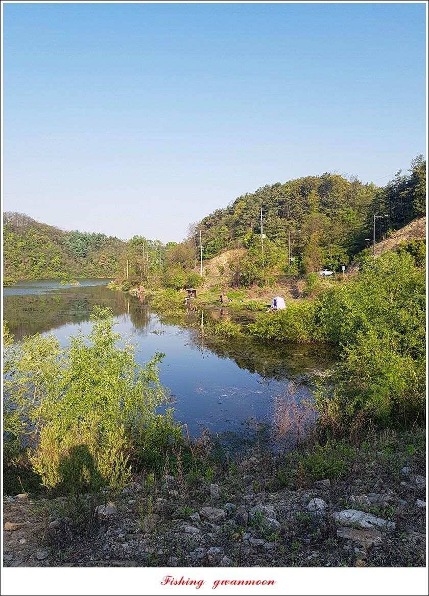화곡지 사짜 마릿수칠성지 대물 조황 (조황조행기 - 특파원조황)