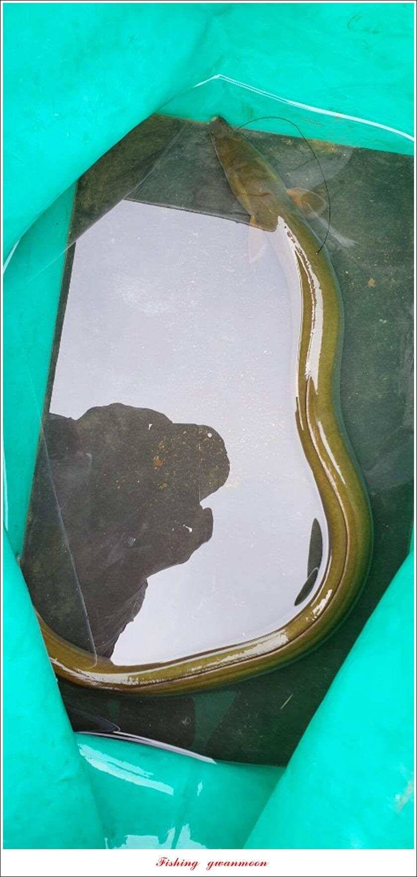 돌감 385 cm늘푸른 37cm35 cm월척 및 장어 조황 (조황조행기 - 특파원조황)