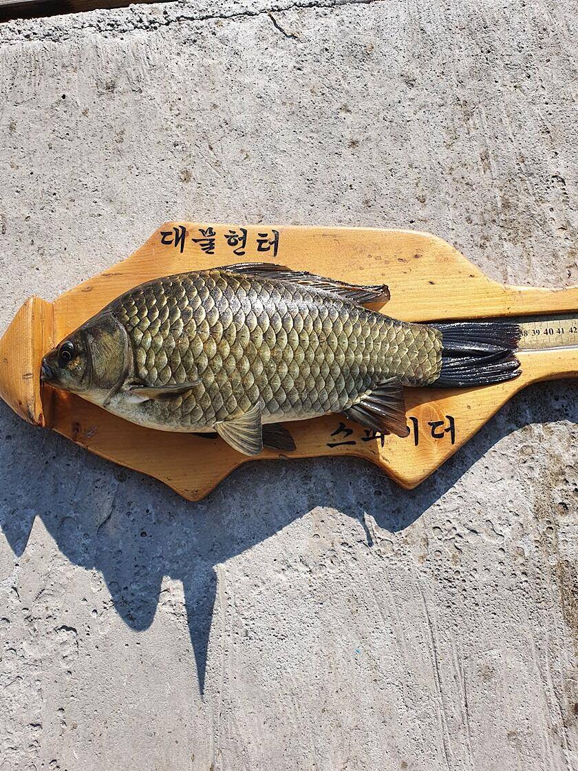 문골 낚시터화곡지 조황 (조황조행기 - 특파원조황)