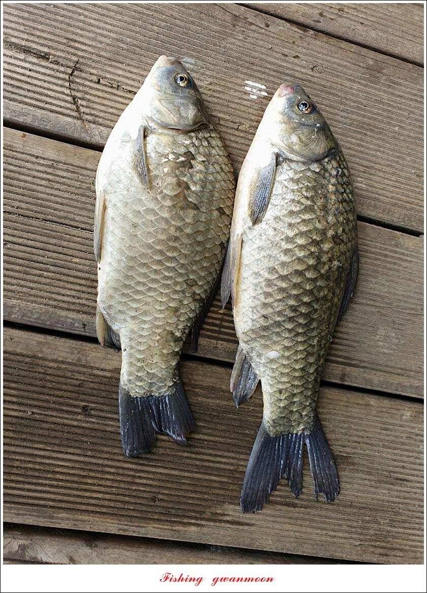 제일 395 cm돌감 37 cm 및 월척 조황 (조황조행기 - 특파원조황)