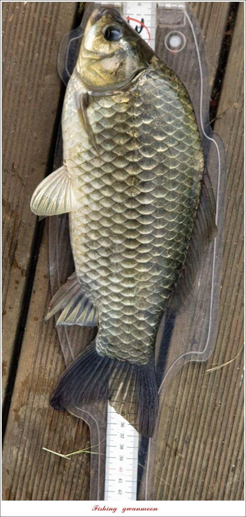 신매 44 cm 대물돌감 4 짜늘푸른제일 월척 조황 (조황조행기 - 특파원조황)