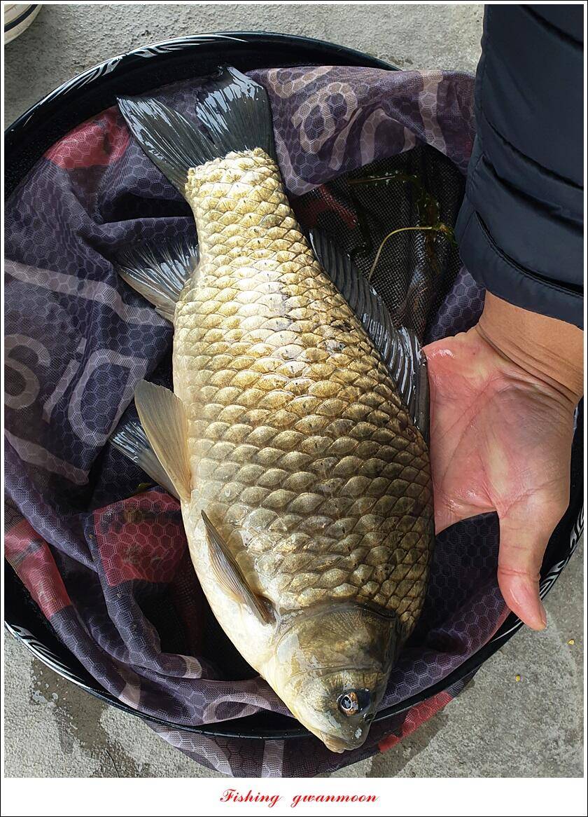 목벌 43 cm37 cm소류지 4 짜솔 낚시터 월척화곡지 대물 조황 (조황조행기 - 특파원조황)