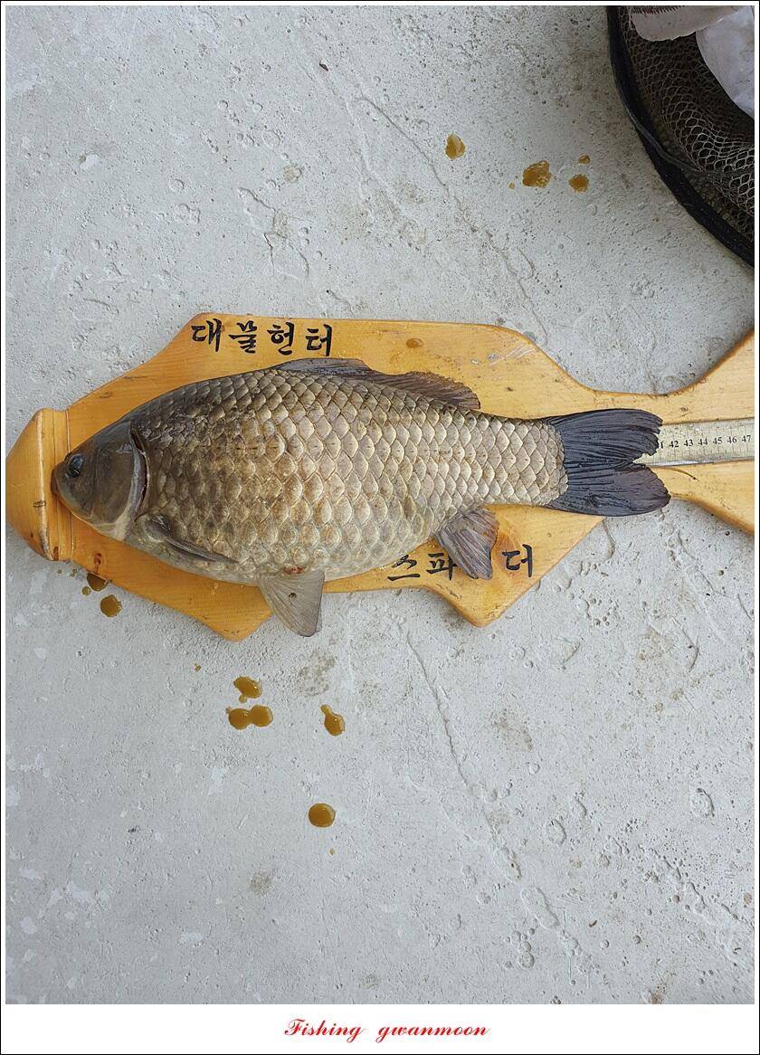 칠성지 465 cm화곡지 사짜 대물 조황 (조황조행기 - 특파원조황)