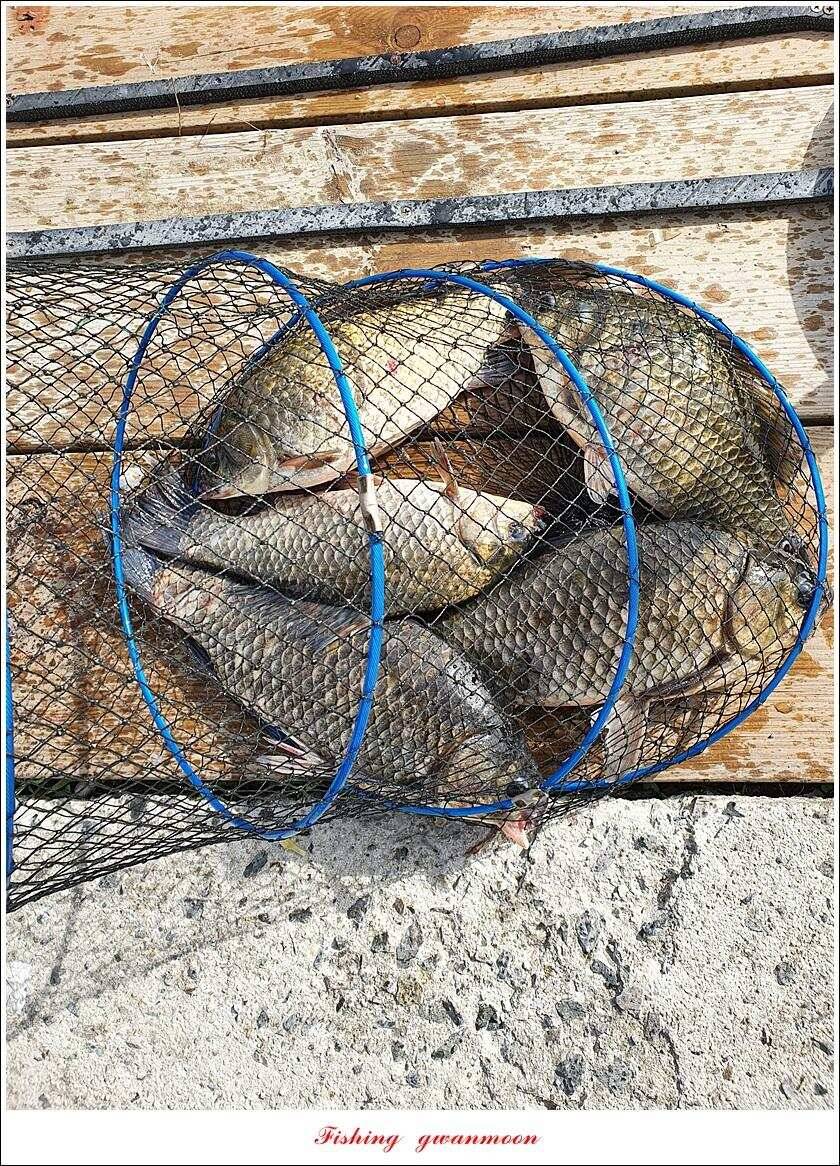 제일 4 짜돌감 39cm화곡지 대물 조황 (조황조행기 - 특파원조황)
