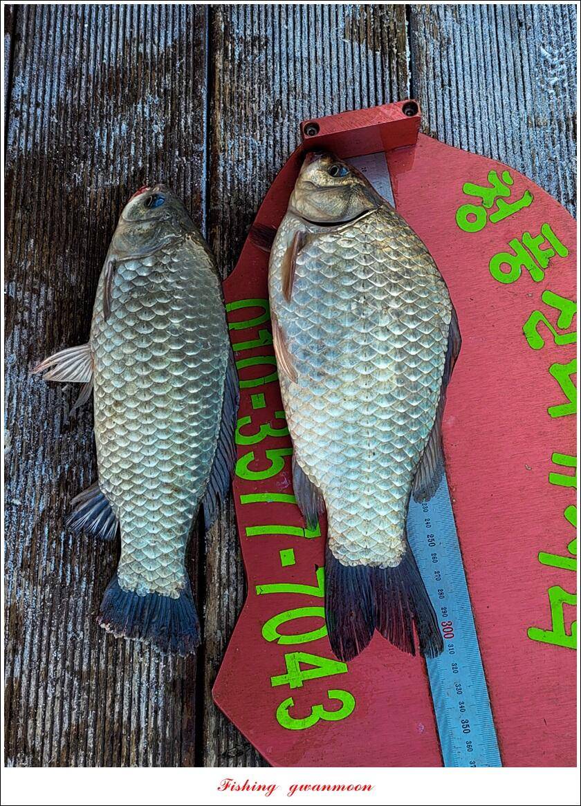 한버들 왕중왕전 대회신리 465 cm 대물 돌감 37 cm34 cm월척 조황 (조황조행기 - 특파원조황)