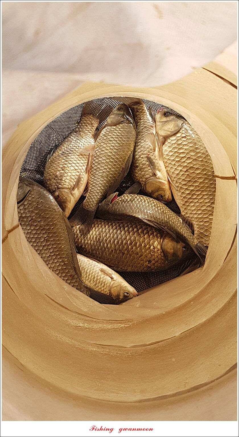 돌감 39393736 cm늘푸른 허리급화곡지 월척 조황 (조황조행기 - 특파원조황)