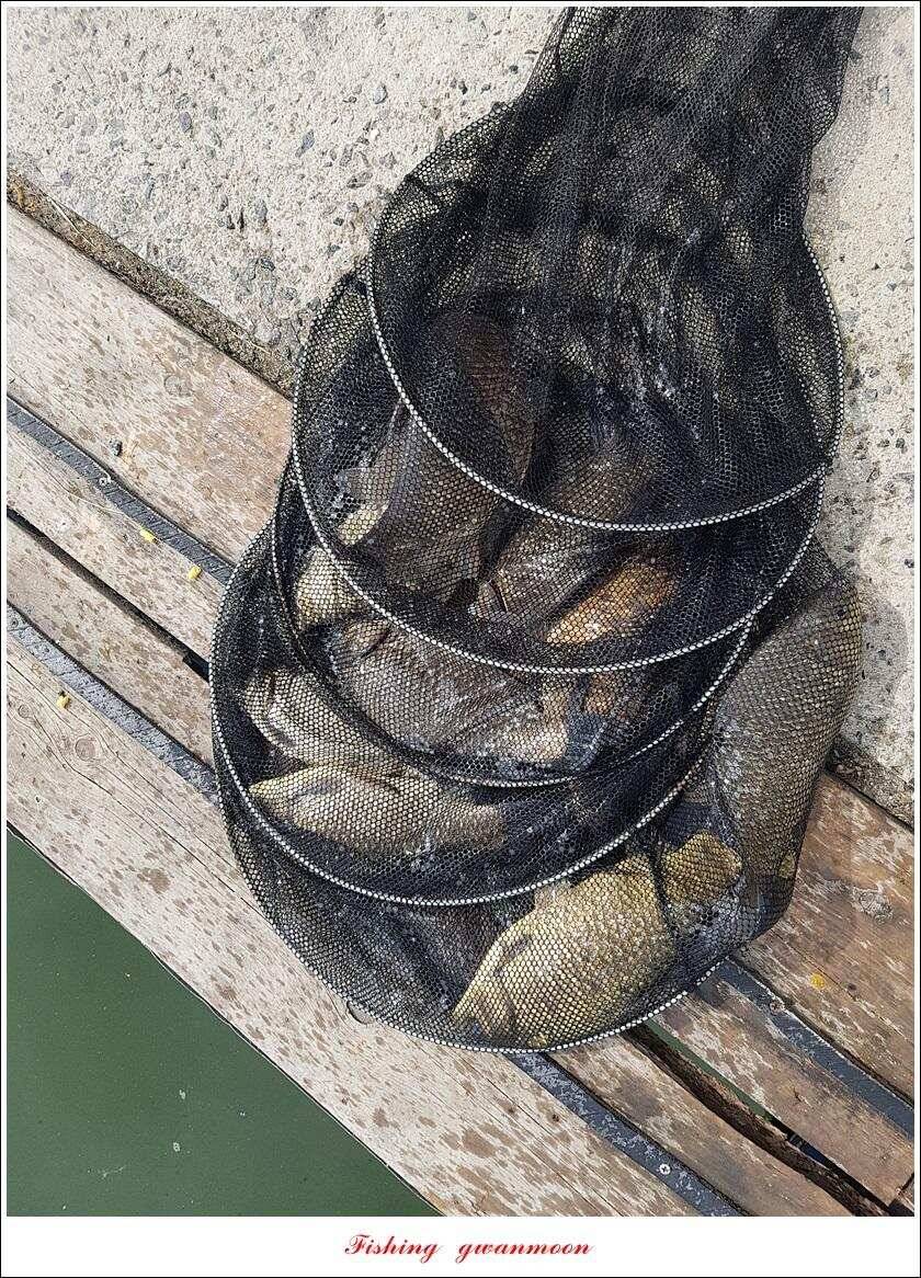 제일 39 cm 대물 조황화곡지칠성지 조황 (조황조행기 - 특파원조황)