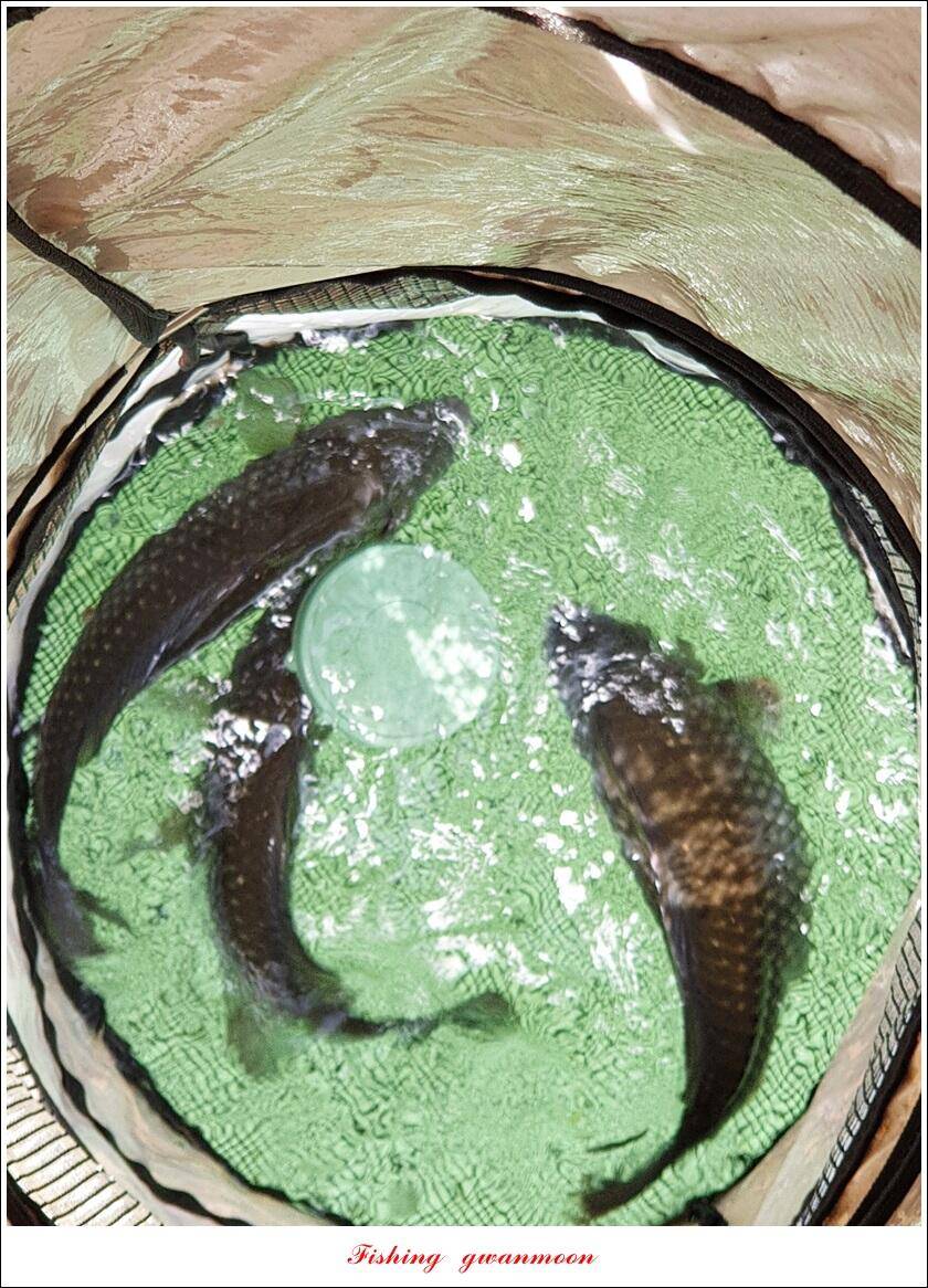 목벌 낚시터 4 짜문골돌감솔칠성지 4 짜 조황 (조황조행기 - 특파원조황)