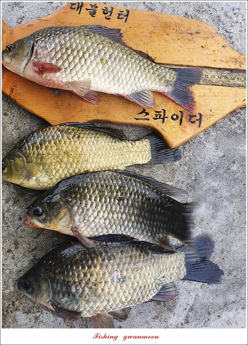 목벌 4 짜 및 월척화곡지 조황 (조황조행기 - 특파원조황)