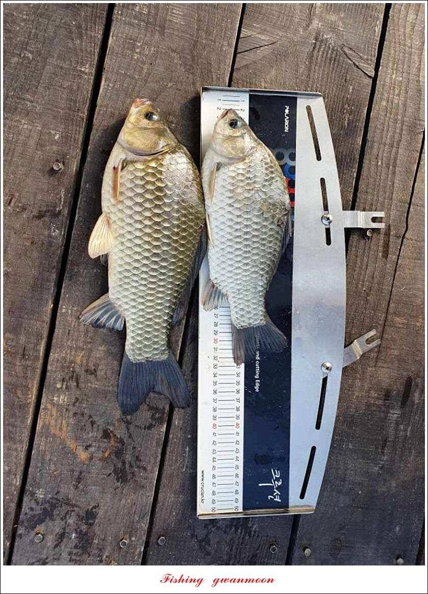 돌감 4 짜제일 39 cm38 cm37 cm칠성지 월척 조황 (조황조행기 - 특파원조황)