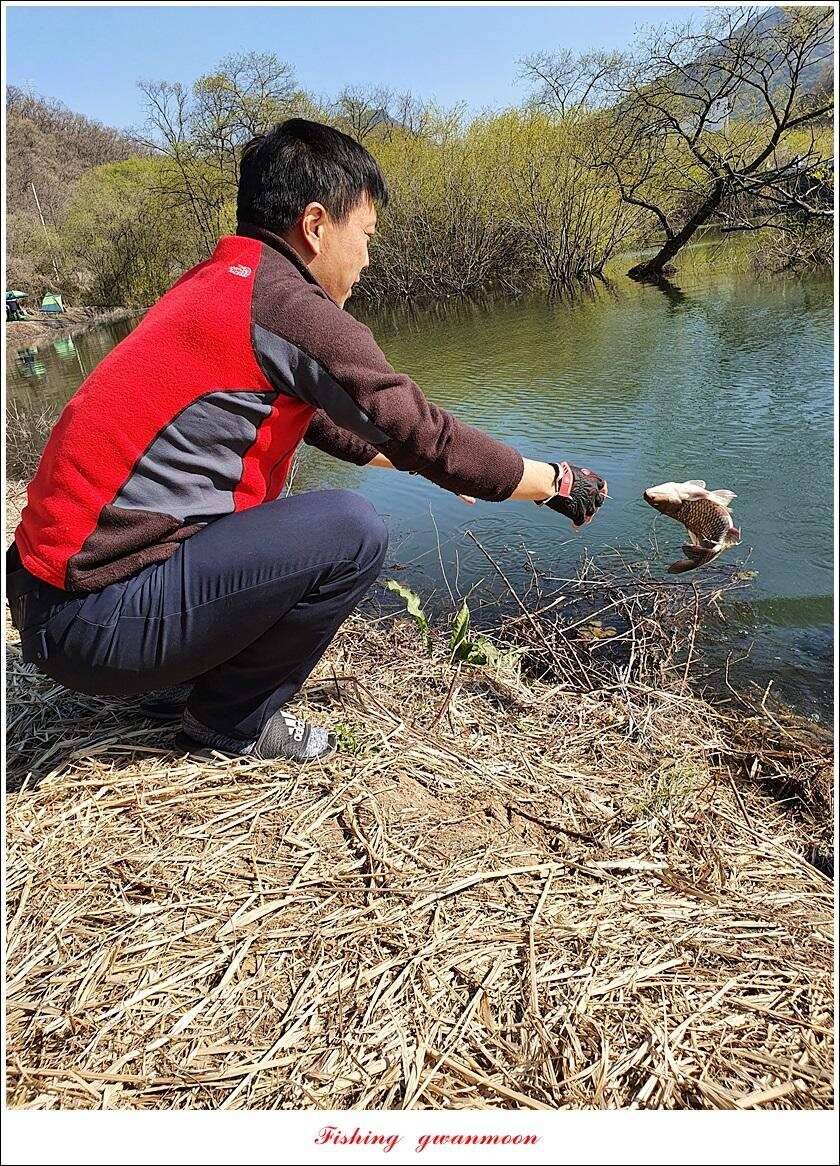 한버들 4 짜노지39 cm화곡지 사짜 조황 (조황조행기 - 특파원조황)
