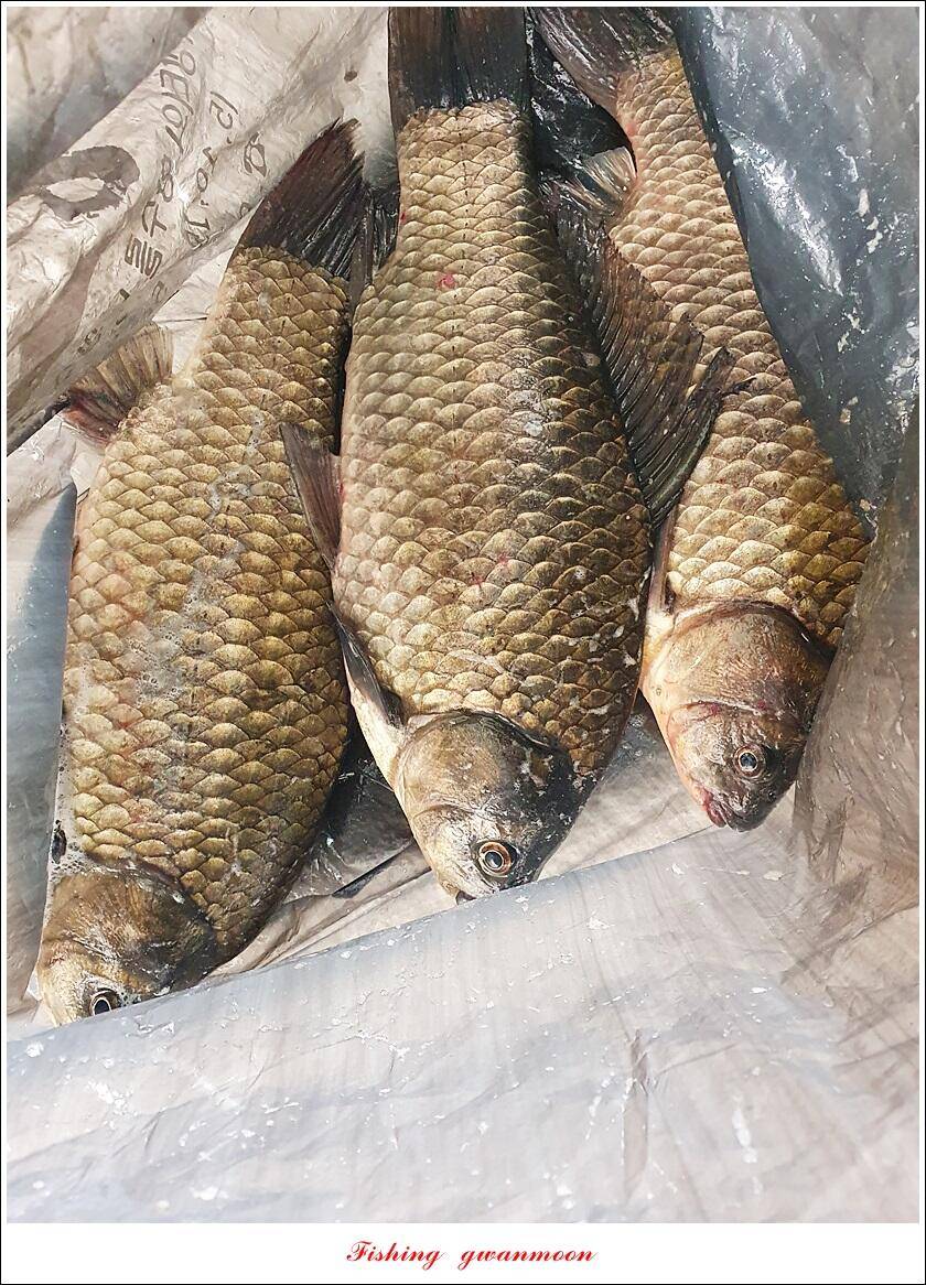 솔 4 짜화곡지 4 짜 및 월척 조황 (조황조행기 - 특파원조황)
