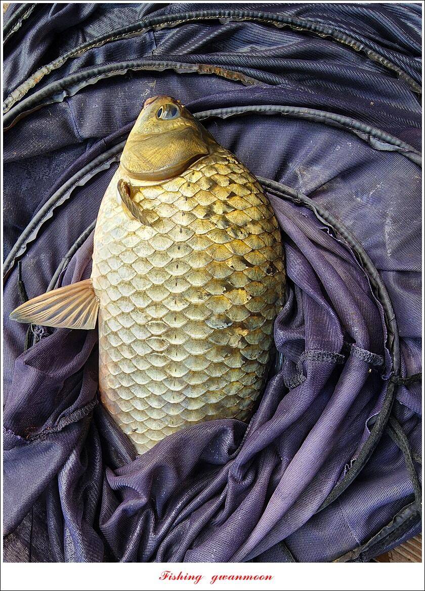 돌감 4 짜솔 39 cm38 cm마릿수 월척 조황 (조황조행기 - 특파원조황)