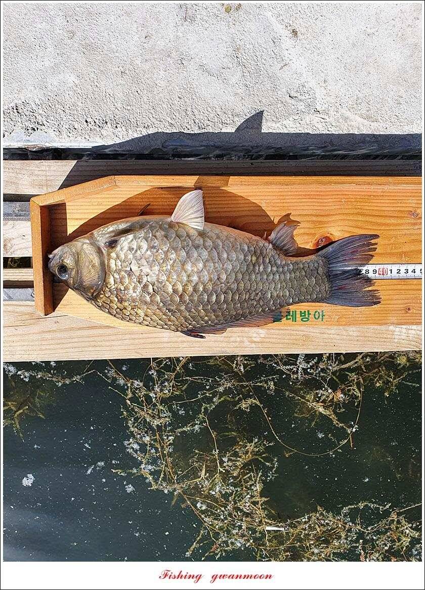 제일 435 cm415 cm문골 37 cm화곡지 4 짜 대물 조황 (조황조행기 - 특파원조황)