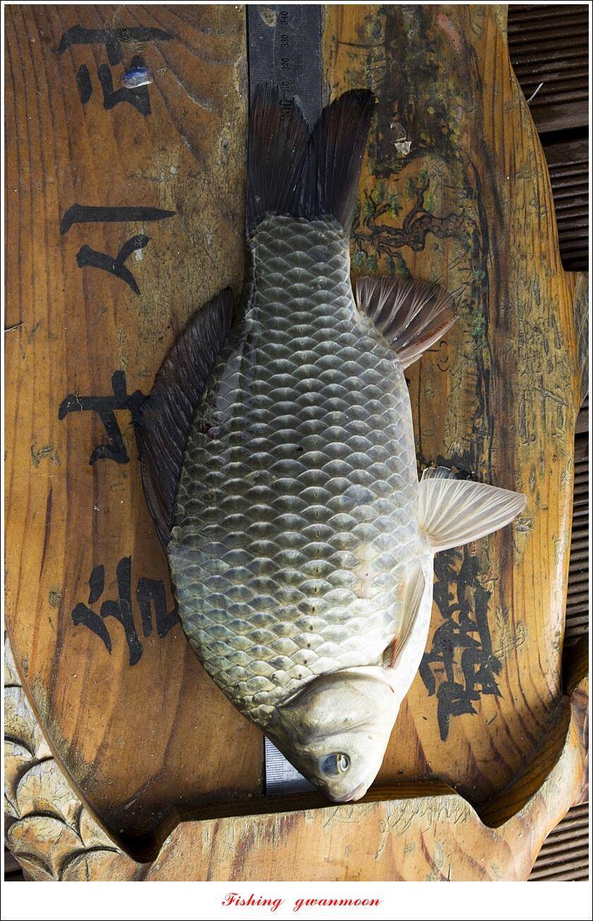 돌감 4 짜솔 39 cm38 cm마릿수 월척 조황 (조황조행기 - 특파원조황)