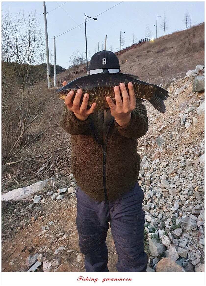 검단수로 43 cm화곡지 사짜 조황 (조황조행기 - 특파원조황)