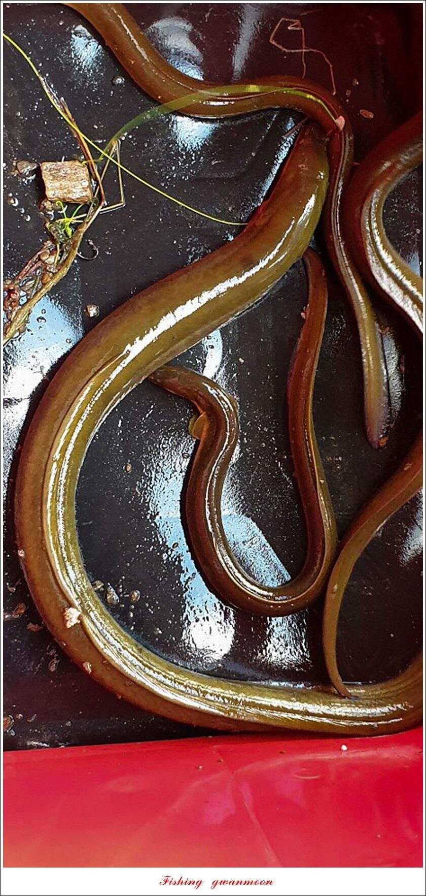 신매 44 cm 대물돌감 4 짜늘푸른제일 월척 조황 (조황조행기 - 특파원조황)