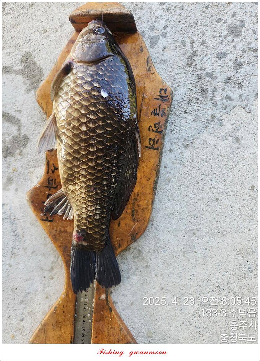 화곡지 498 cm49 cm49 cm465 cm용원지 호조황 (조황조행기 - 특파원조황)