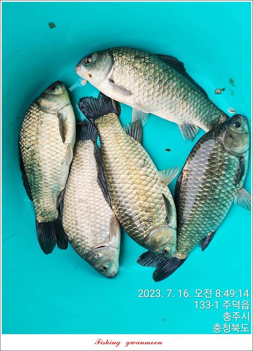 솔 4 짜돌감화곡지 대물 조황 (조황조행기 - 특파원조황)