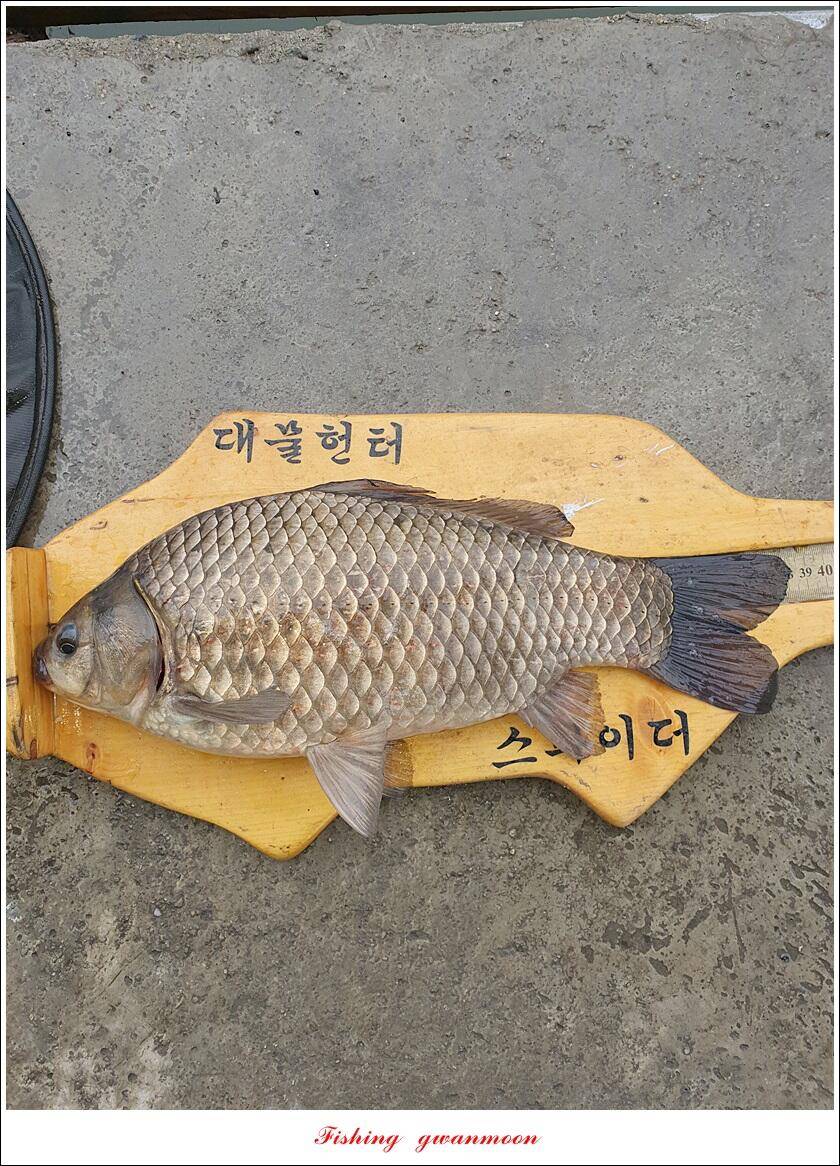 칠성지 465 cm화곡지 사짜 대물 조황 (조황조행기 - 특파원조황)