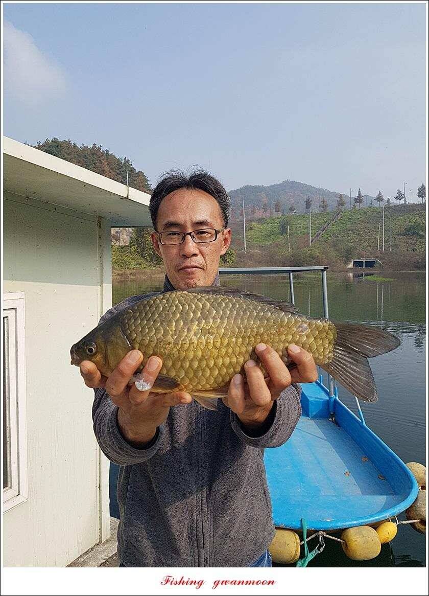 칠성지 43 cm화곡지 4 짜 대물 조황 (조황조행기 - 특파원조황)