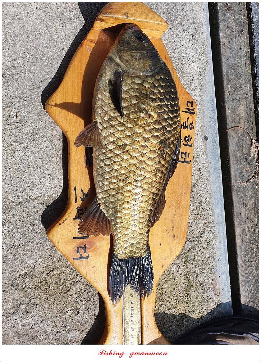 문골 42 cm명서 40 cm 달천강화곡지 조황 (조황조행기 - 특파원조황)