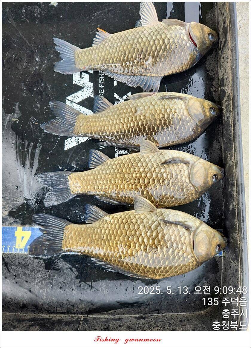 화곡지 조황 (조황조행기 - 특파원조황)