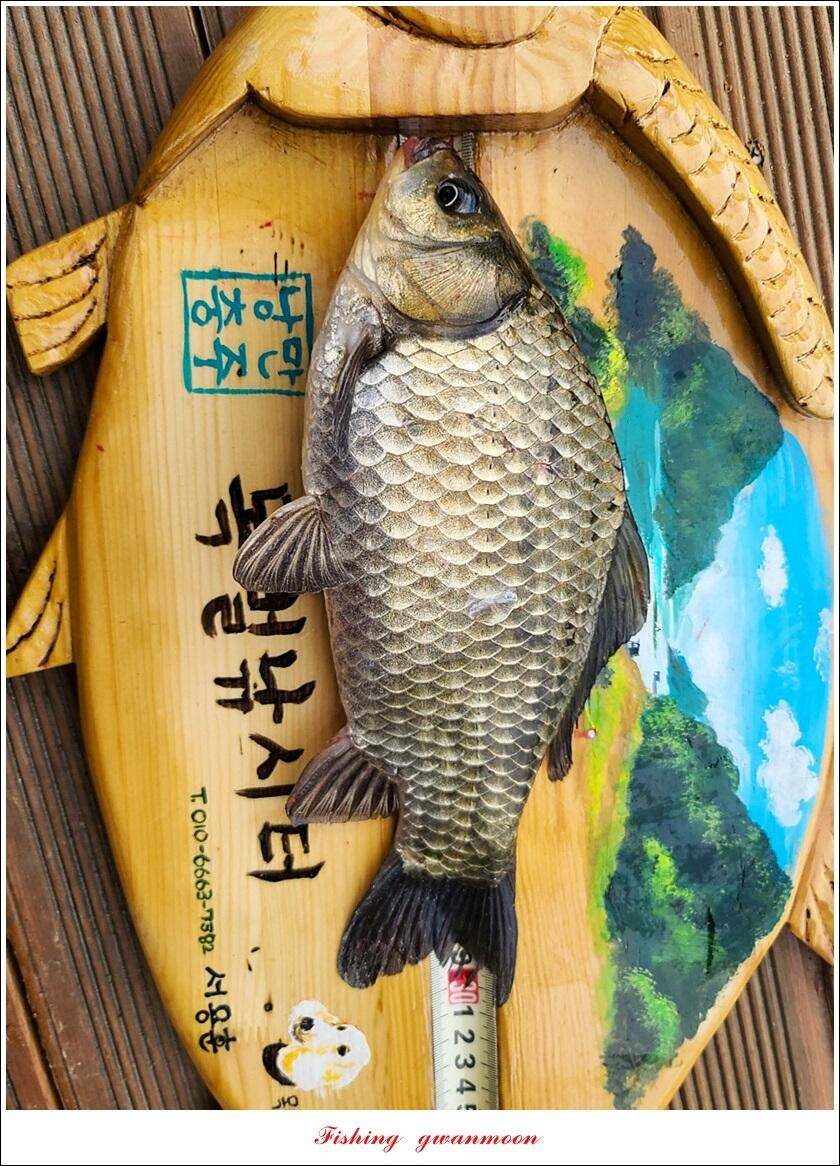 목벌 낚시터 4 짜 대물 조황 (조황조행기 - 특파원조황)