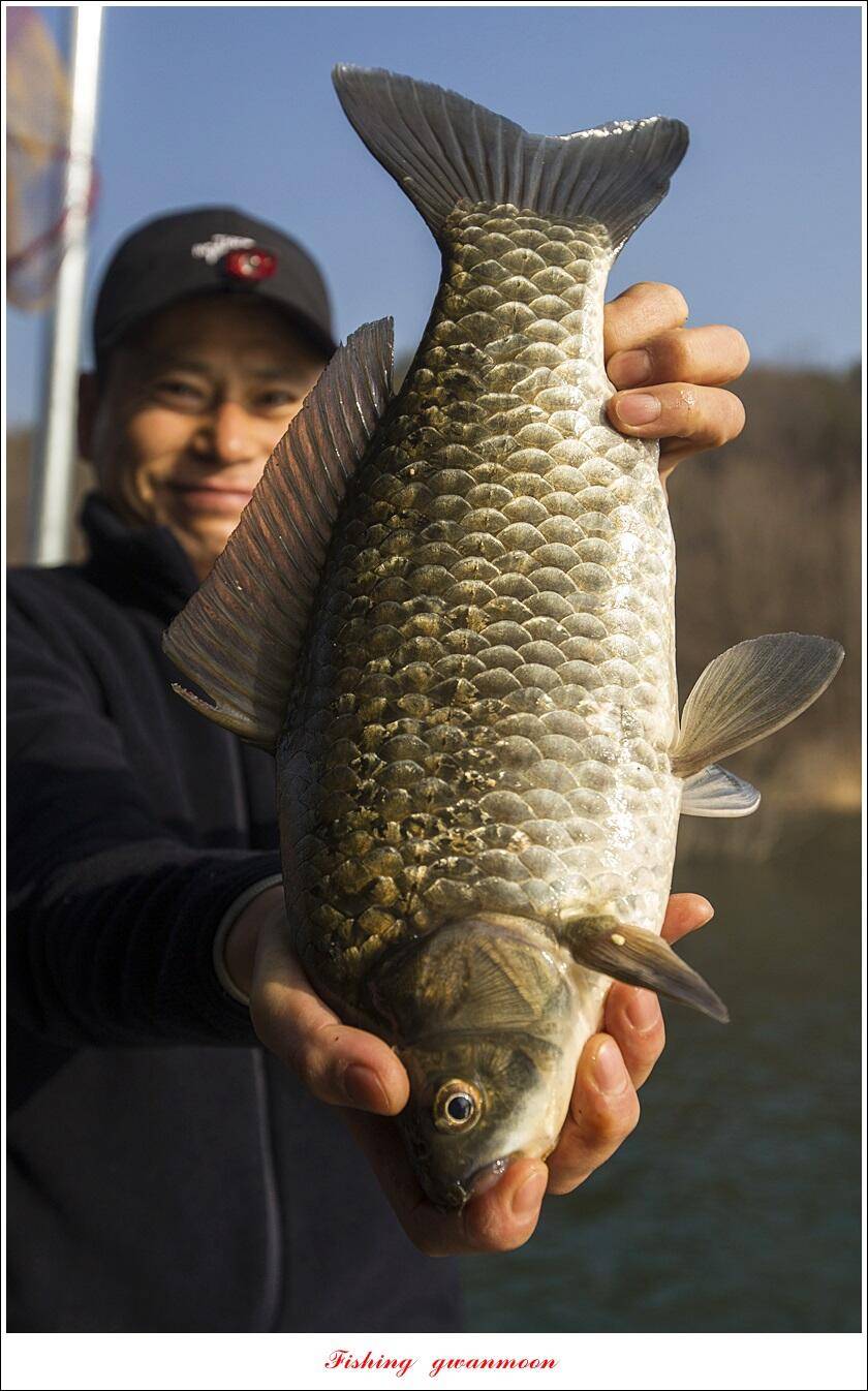 솔 43 cm 대물 조황 (조황조행기 - 특파원조황)