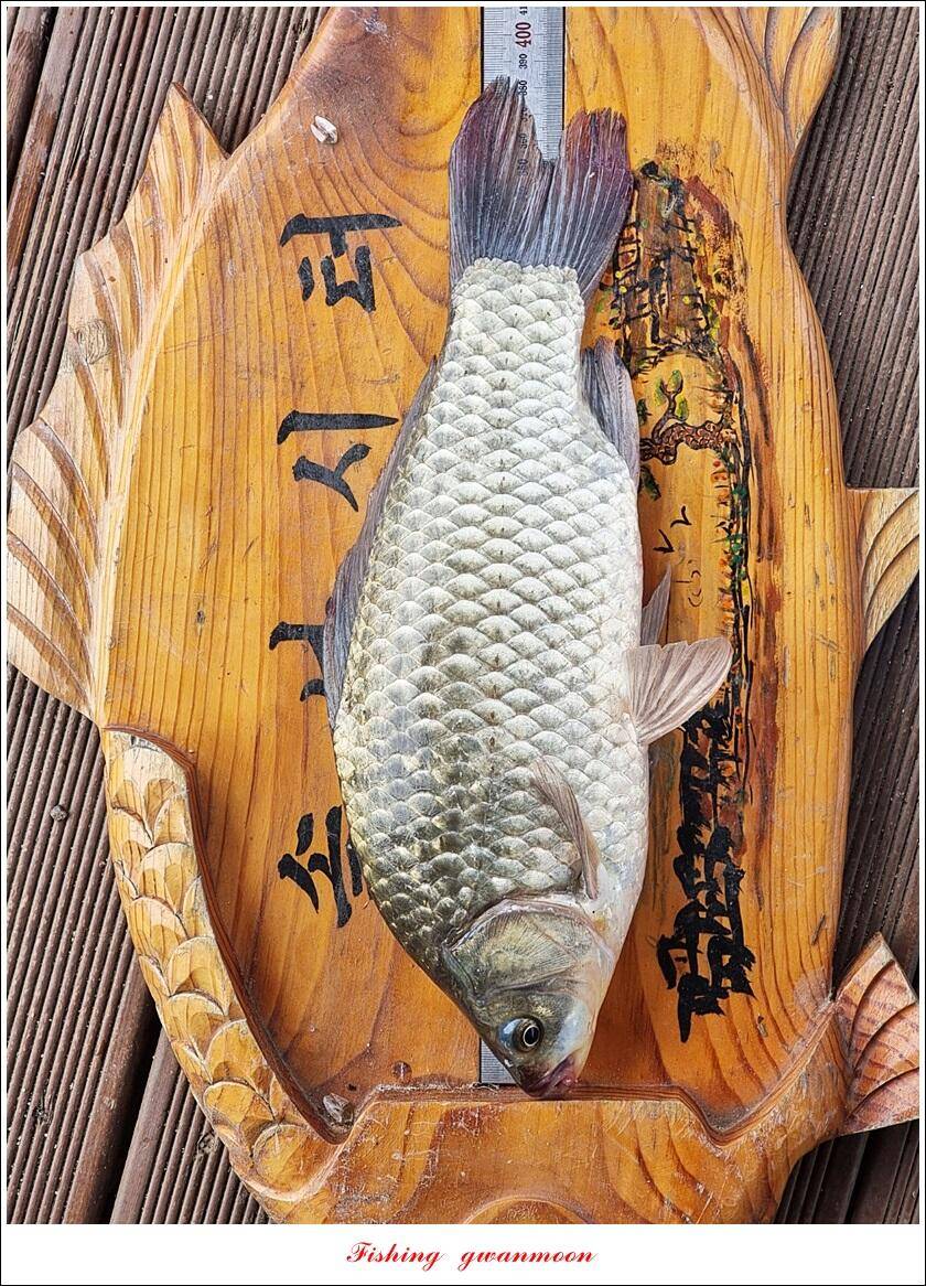 솔 4 짜 대물 및 꽃바위 2 kg 대물 장어 조황 (조황조행기 - 특파원조황)