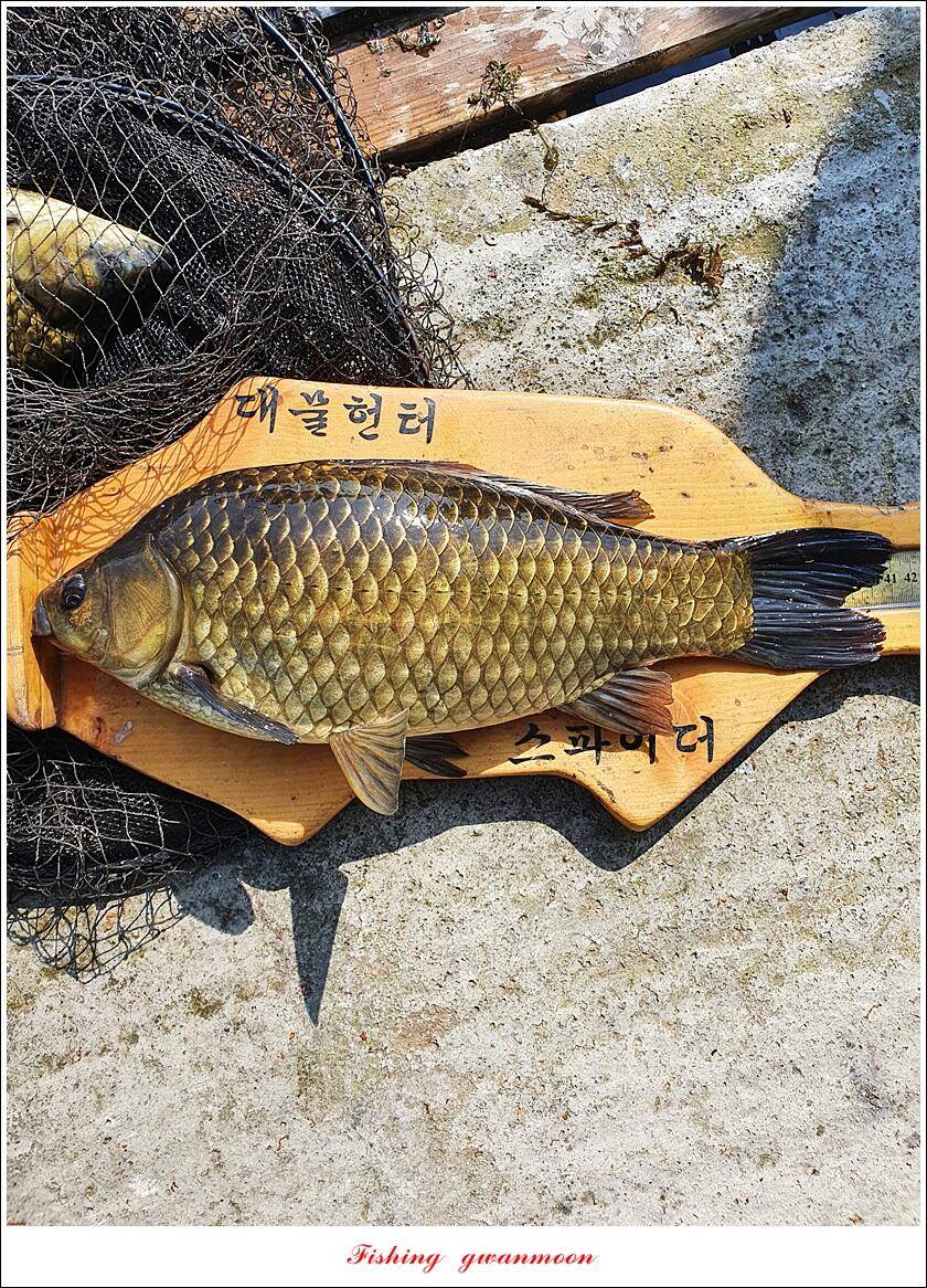 솔 4 짜화곡지 4 짜 및 월척 조황 (조황조행기 - 특파원조황)