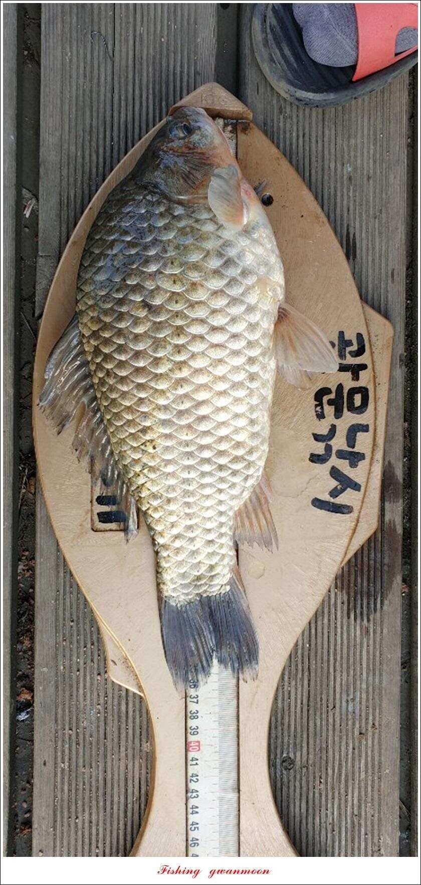 돌감 385 cm늘푸른 37cm35 cm월척 및 장어 조황 (조황조행기 - 특파원조황)