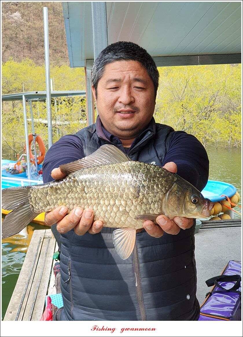 한버들 4 짜노지39 cm화곡지 사짜 조황 (조황조행기 - 특파원조황)