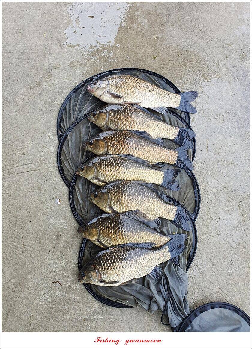 목벌 44 cm405 cm돌감 40 cm한버들화곡지 호조황 (조황조행기 - 특파원조황)