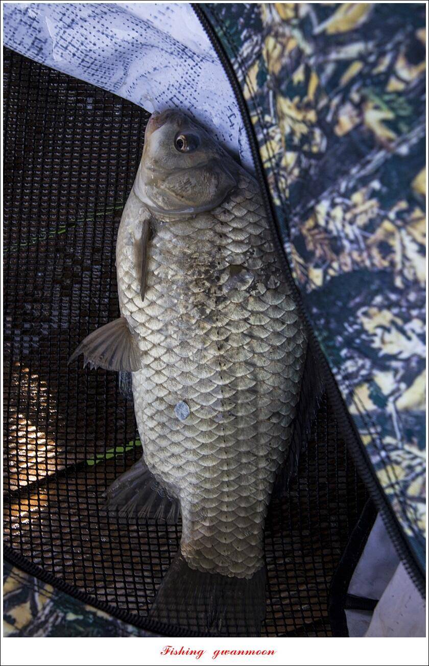목벌 43 cm37 cm소류지 4 짜솔 낚시터 월척화곡지 대물 조황 (조황조행기 - 특파원조황)