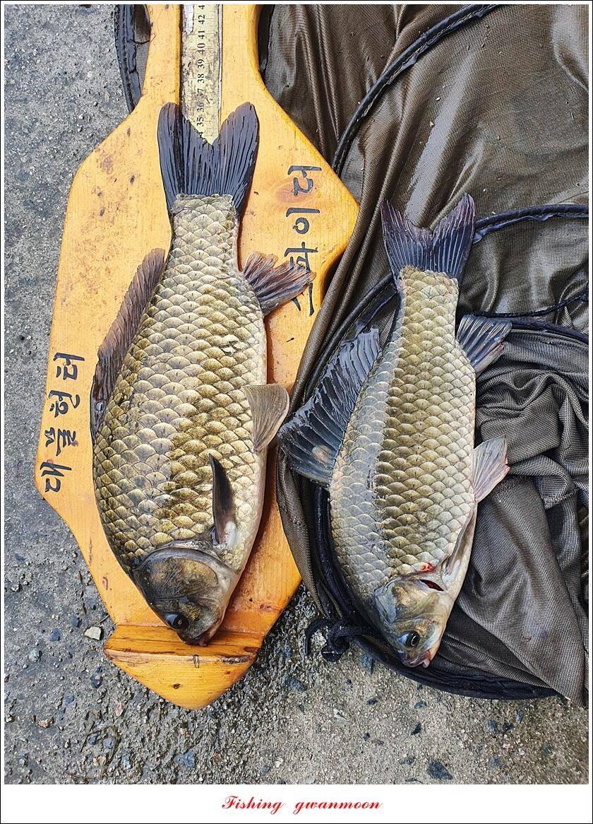 솔 낚시터 41 cm 대물화곡지 조황 (조황조행기 - 특파원조황)