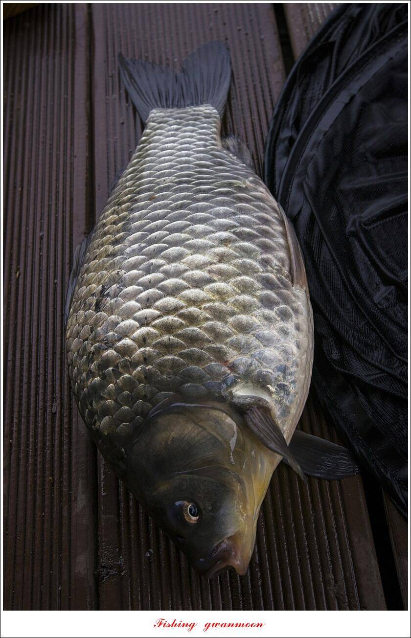 솔 39 cm35 cm34 cm33 cm월척 조황 (조황조행기 - 특파원조황)