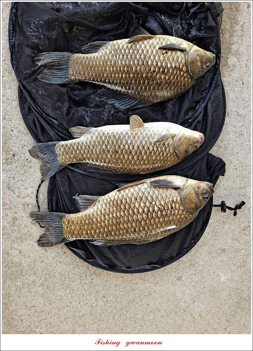 목벌 43 cm37 cm소류지 4 짜솔 낚시터 월척화곡지 대물 조황 (조황조행기 - 특파원조황)