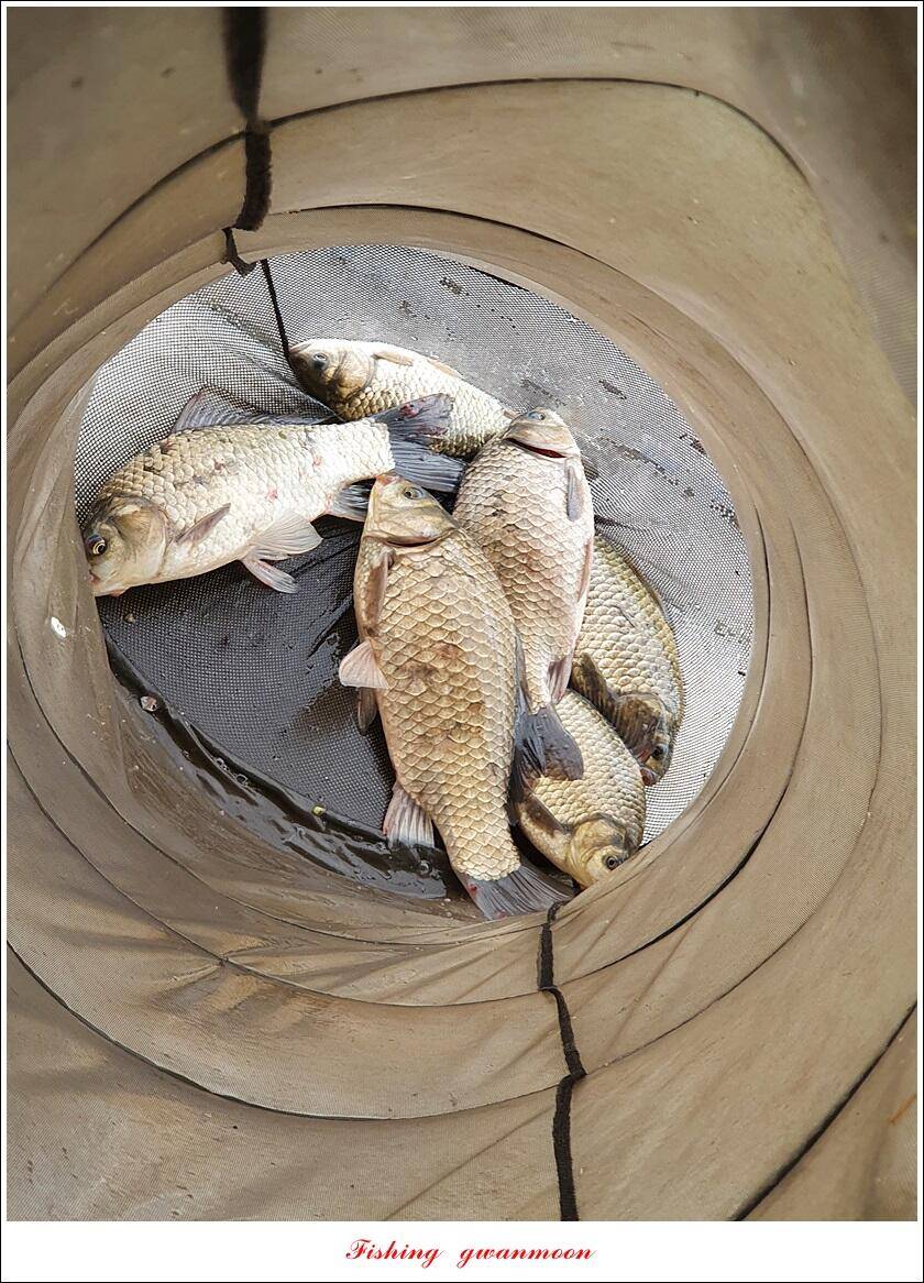 한버들 44 cm신리 415 cm41 cm실리곡 4 자돌감 4 짜화곡지 4 짜솔 37 cm 조황 정보 (조황조행기 - 특파원조황)