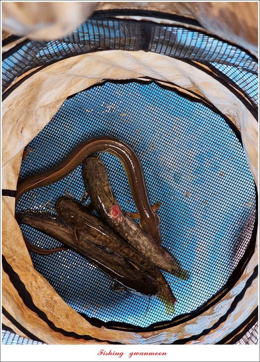 솔 41 cm 화곡지 월척 조황 (조황조행기 - 특파원조황)