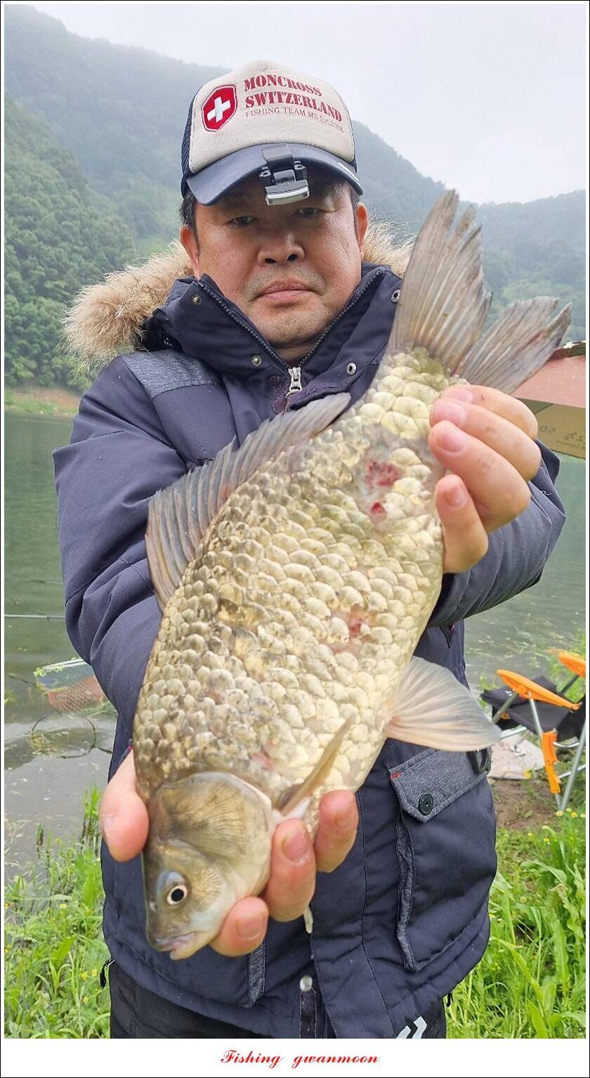 명서 43 cm 대물 및 4 짜 마릿수 조황 (조황조행기 - 특파원조황)