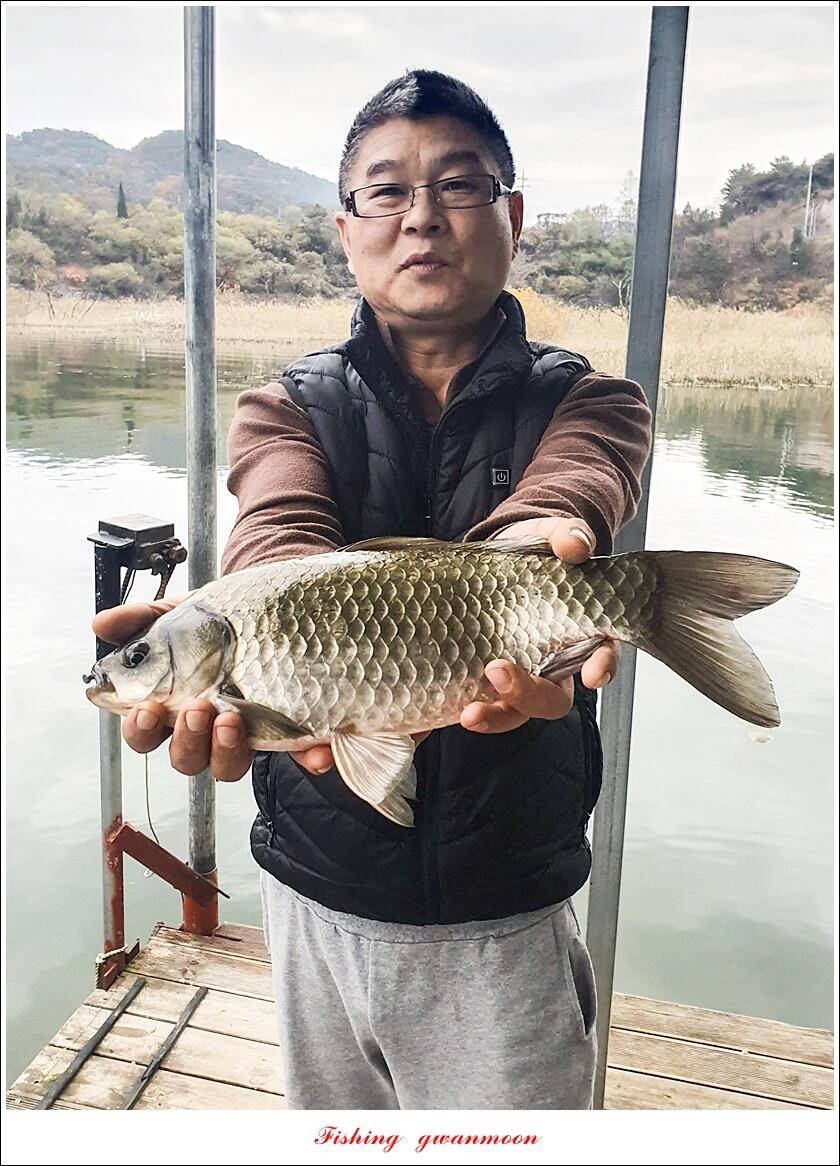 신리 47 cm한버들 415 cm실리곡 41 cm광월지 415 cm (조황조행기 - 특파원조황)