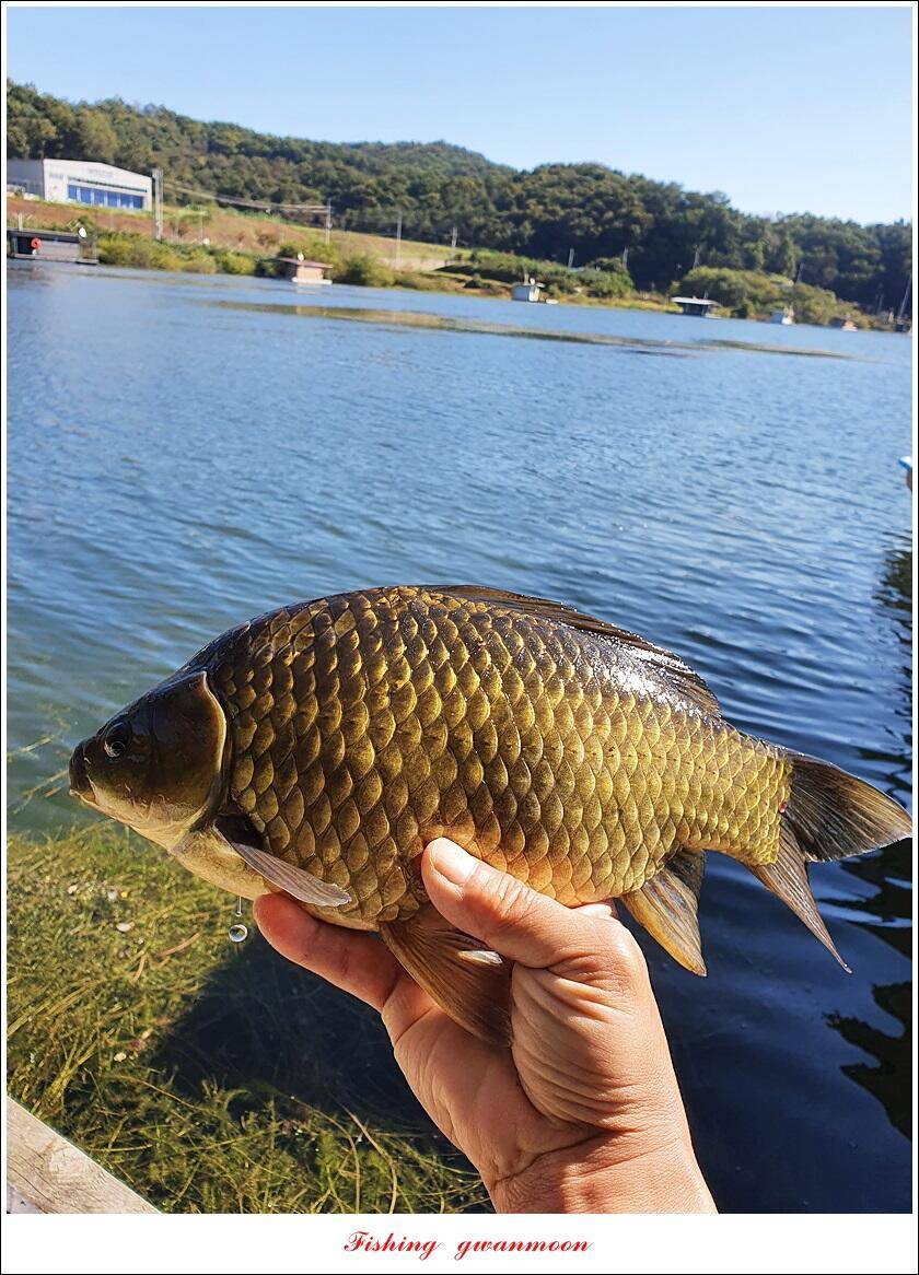 솔 41 cm 화곡지 월척 조황 (조황조행기 - 특파원조황)