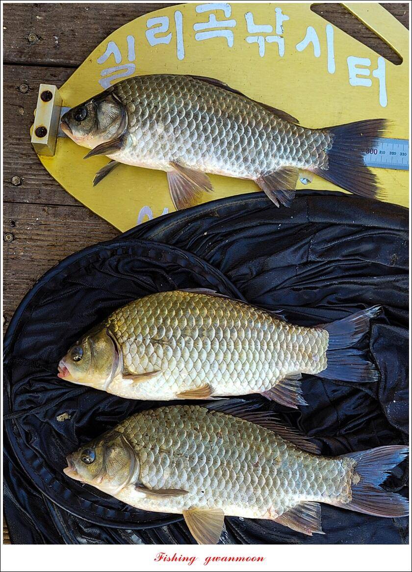 목벌 42 cm신리 41 cm408 cm실리곡 39 cm38 cm대물 조황 (조황조행기 - 특파원조황)