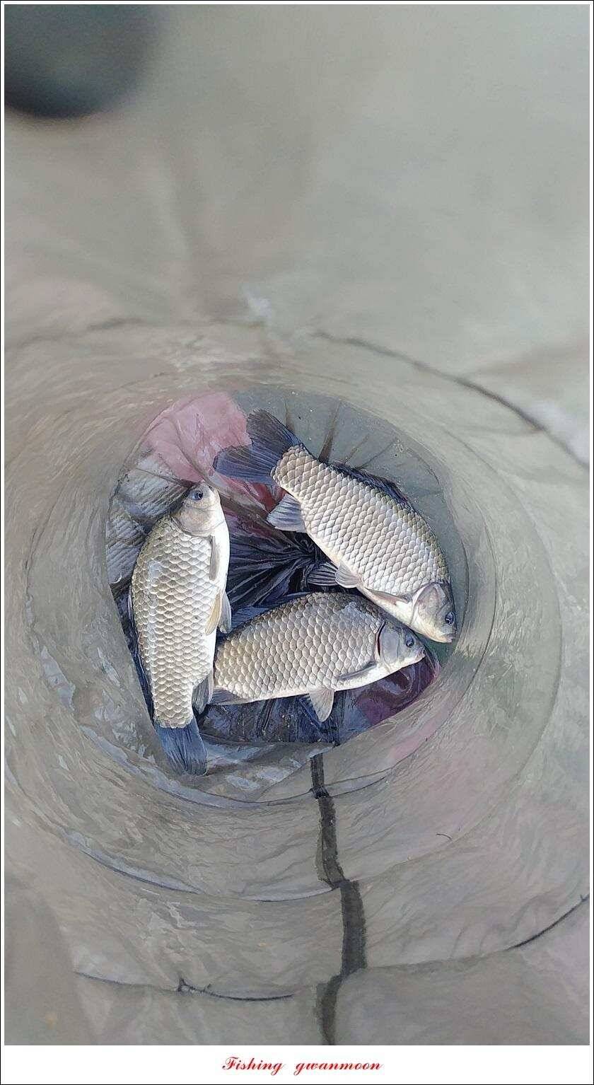 신매 낚시터 월척 조황 (조황조행기 - 특파원조황)
