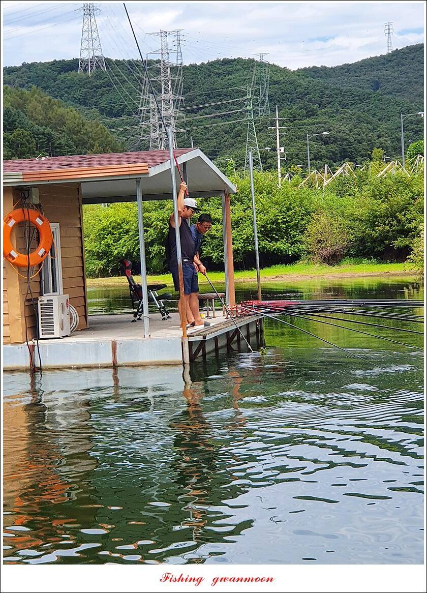 충주호 오름수위화곡지 조황 (조황조행기 - 특파원조황)