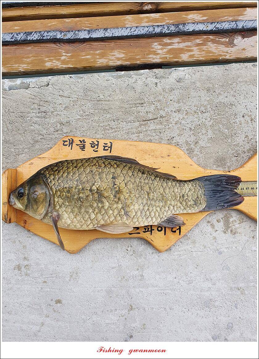 제일솔종점 4 짜 대물 및 화곡지 호조황 (조황조행기 - 특파원조황)
