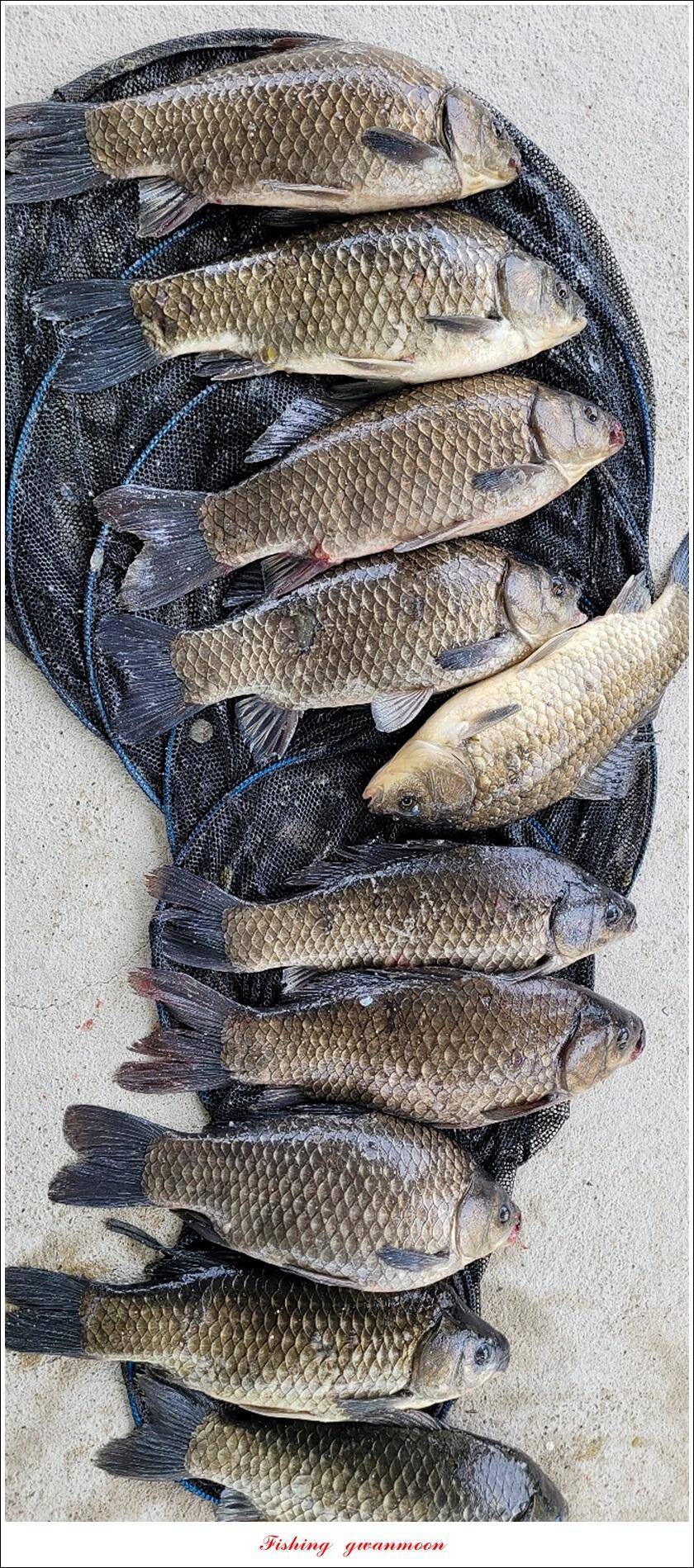 한버들 44 cm신리 415 cm41 cm실리곡 4 자돌감 4 짜화곡지 4 짜솔 37 cm 조황 정보 (조황조행기 - 특파원조황)
