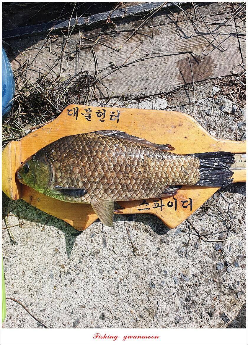 화곡지 4 짜 및 마릿수 월척추평지 현황 (조황조행기 - 특파원조황)